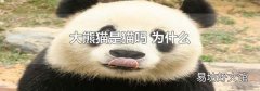大熊猫是猫吗 为什么