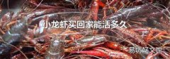 小龙虾买回家能活多久