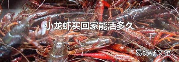 小龙虾买回家能活多久