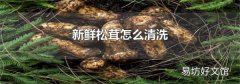 新鲜松茸怎么清洗