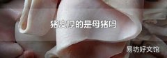 猪皮厚的是母猪吗