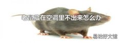 老鼠藏在空调里不出来怎么办