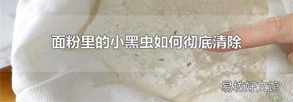 面粉里的小黑虫如何彻底清除