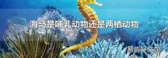 海马是哺乳动物还是两栖动物