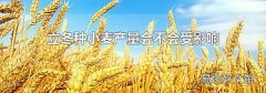 立冬种小麦产量会不会受影响