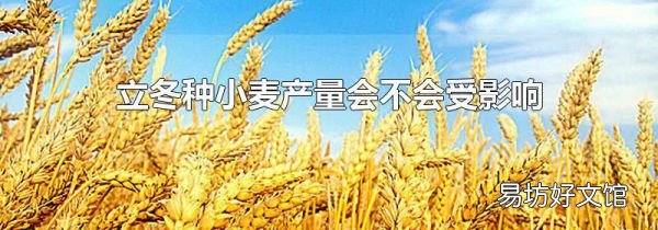 立冬种小麦产量会不会受影响