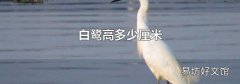 白鹭高多少厘米