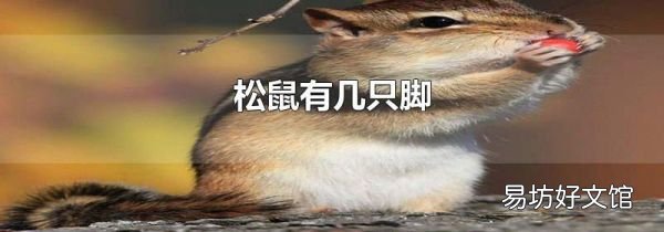 松鼠有几只脚