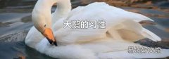 天鹅的习性