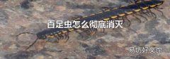百足虫怎么彻底消灭