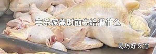 宰杀家禽时前先给灌什么
