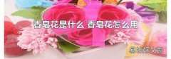 香皂花是什么 香皂花怎么用