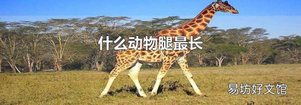 什么动物腿最长