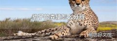 豹子的粪便怎么分辨