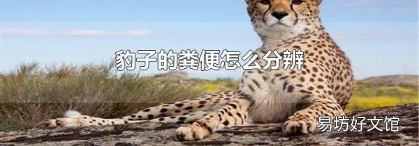 豹子的粪便怎么分辨