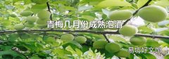 青梅几月份成熟泡酒