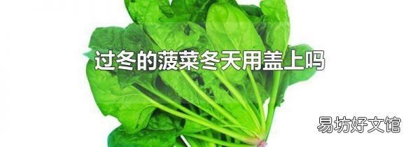 过冬的菠菜冬天用盖上吗