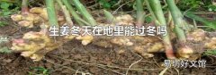 生姜冬天在地里能过冬吗