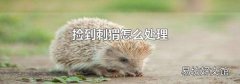 捡到刺猬怎么处理