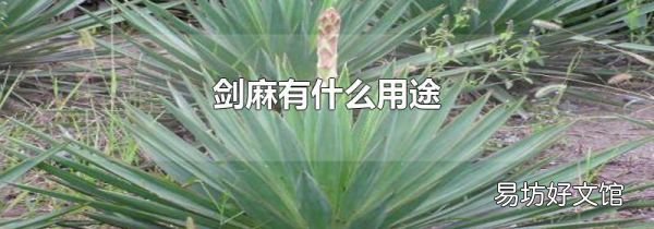 劍麻有什么用途