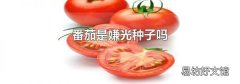 番茄是嫌光种子吗