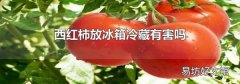 西红柿放冰箱冷藏有害吗