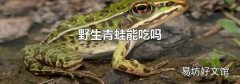 野生青蛙能吃吗