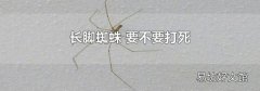 长脚蜘蛛 要不要打死