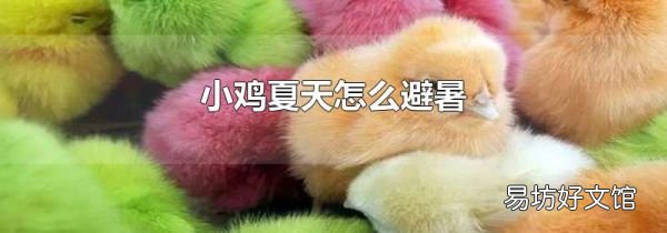 小鸡夏天怎么避暑