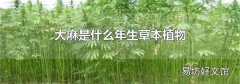 大麻是什么年生草本植物
