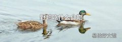 野鸭吃什么食物