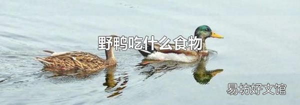 野鸭吃什么食物