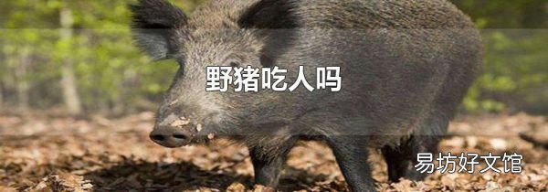 野猪吃人吗