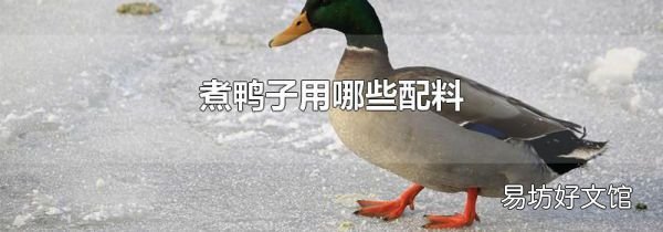 煮鸭子用哪些配料