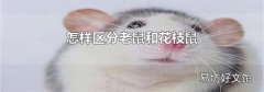 怎样区分老鼠和花枝鼠