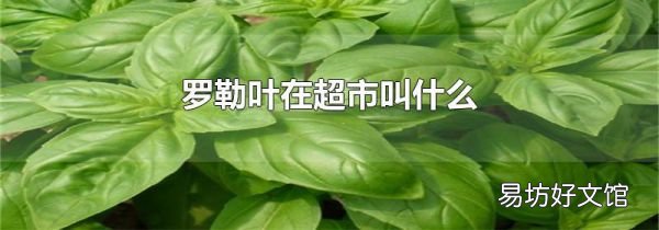 罗勒叶在超市叫什么