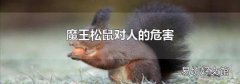 魔王松鼠对人的危害