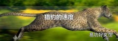 猎豹的速度