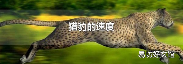 獵豹的速度