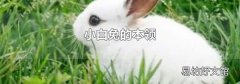 小白兔的本领
