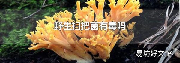 野生扫把菌有毒吗