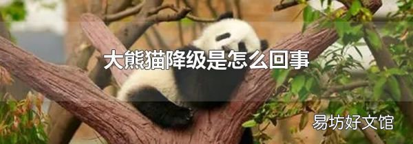 大熊猫降级是怎么回事