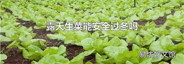 露天生菜能安全过冬吗