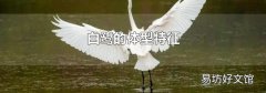 白鹭的体型特征