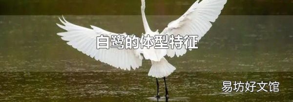 白鷺的體型特征