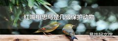 红嘴相思鸟是几级保护动物