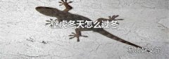 壁虎冬天怎么过冬