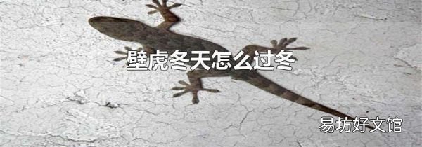 壁虎冬天怎么过冬