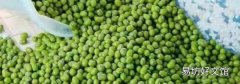 煮绿豆汤的正确方法