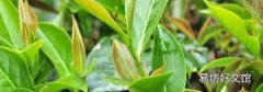 四季春是绿茶还是红茶